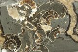 Polished Ammonite (Promicroceras) Slice - Marston Magna Marble #211317-1